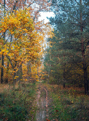 Autumn woods