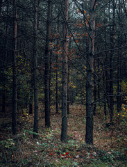 Autumn woods