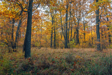 Fototapeta premium Autumn woods