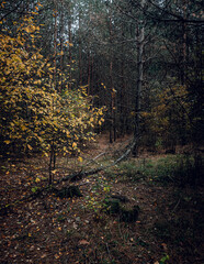 Autumn woods
