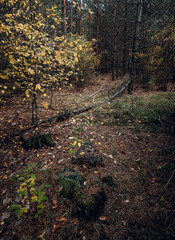 Autumn woods