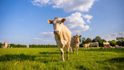 Troupeau de vaches laitières en train de brouter l,herbe verte en pleine nature au milieu des...