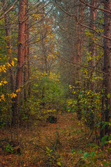Obraz premium Autumn woods