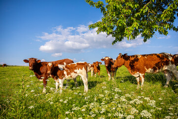 Troupeau de vaches laitières dans la campagne au printemps.