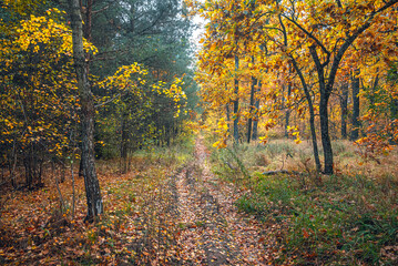 Obraz premium Autumn woods