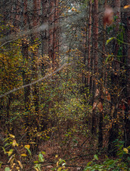 Autumn woods