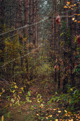 Autumn woods