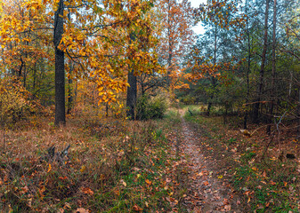 Fototapeta premium Autumn woods