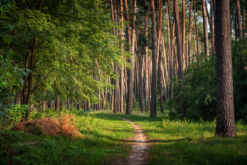 Autumn woods