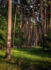 Autumn woods