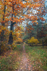 Autumn woods