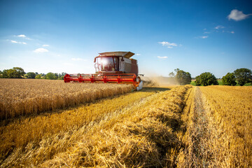 Moissonneuse au travail dans les champs de blé en été pendant es moissons.