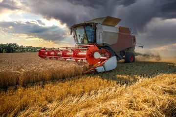 Obraz premium Moissonneuse au travail dans les champs de blé en été pendant es moissons.