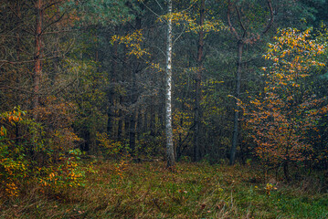 Autumn woods