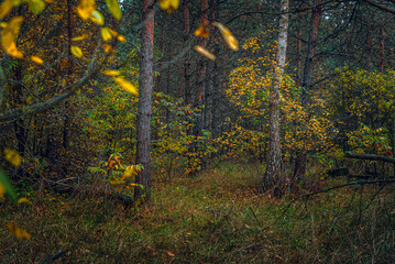 Autumn woods