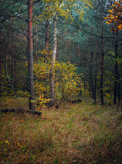 Autumn woods