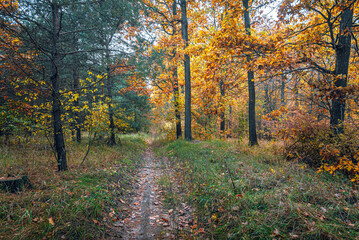 Autumn woods