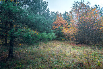 Autumn woods