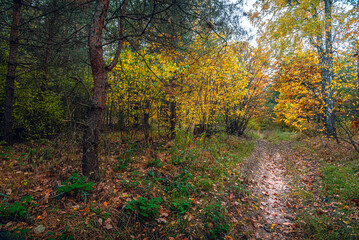 Fototapeta premium Autumn woods