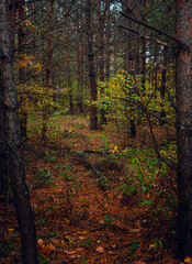 Autumn woods