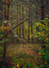 Autumn woods