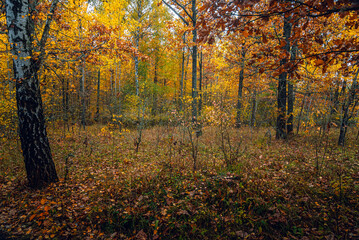 Autumn woods