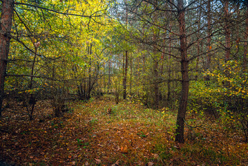 Autumn woods