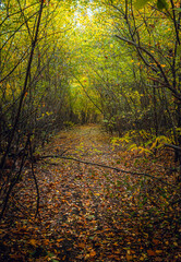 Autumn woods