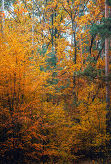 Autumn woods