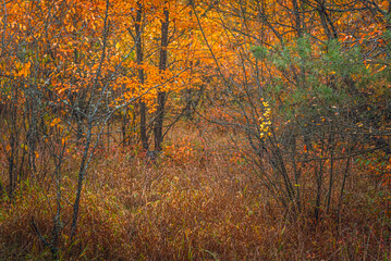 Fototapeta premium Autumn woods