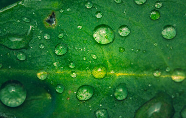 Morning nature in sunlight and dew