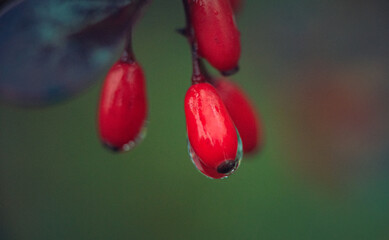 Morning nature in sunlight and dew