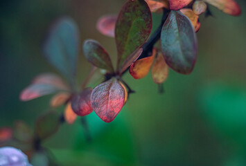Morning nature in sunlight and dew