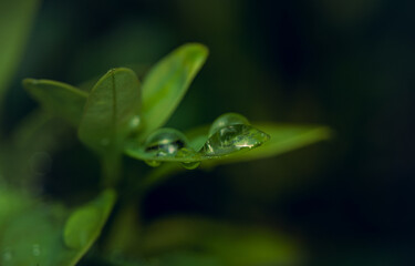 Morning nature in sunlight and dew