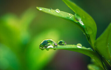 Morning nature in sunlight and dew