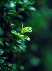 Morning nature in sunlight and dew