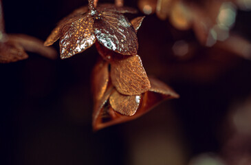 Obraz premium Morning nature in sunlight and dew