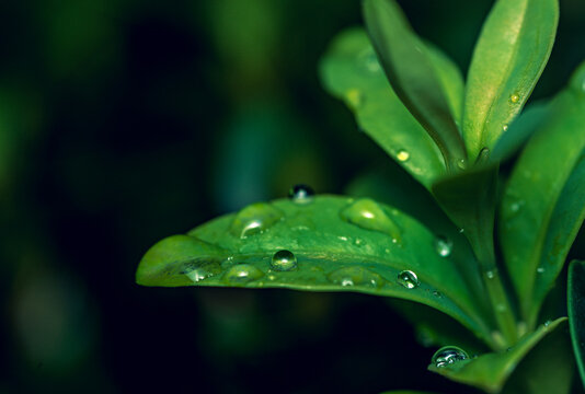 Morning nature in sunlight and dew - Powered by Adobe