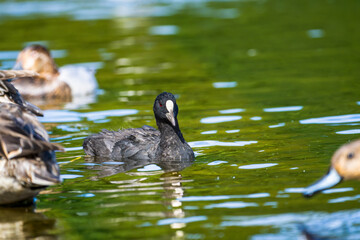 池を泳ぐオオバン