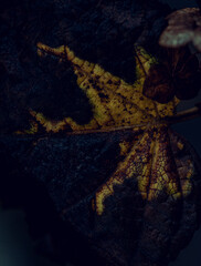 Morning nature in sunlight and dew