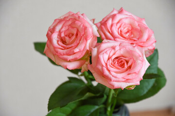 ピンクの濡れた薔薇