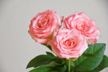 ピンクの濡れた薔薇
