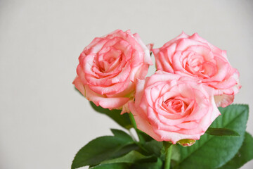 ピンクの濡れた薔薇