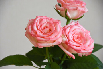 濡れたピンクの薔薇