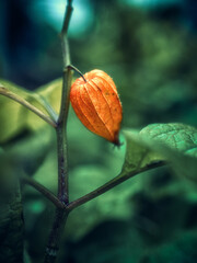 Morning nature in sunlight and dew