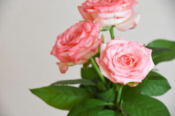 濡れたピンクの薔薇