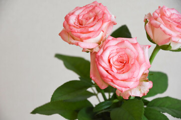 濡れたピンクの薔薇