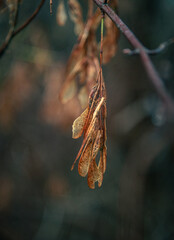 Morning nature in sunlight and dew