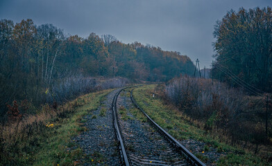 Fototapeta premium Autumn woods