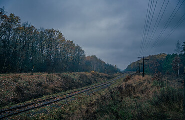 Autumn woods